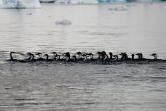 13E Blue-eyed Shag Birds In The Water Next To Cuverville Island From Zodiac On Quark Expeditions Antarctica Cruise.jpg